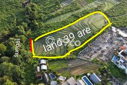 Tanah Disewakan Lokasi Badung Seluas 3900m2 Strategis dan Aman Tanah Disewakan Lokasi Badung Seluas 3900m2 Strategis dan Aman
