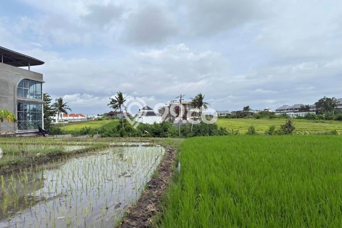 Kavling Tanah untuk Disewa di Seseh Lahan Luas 2000m2 Kavling Tanah untuk Disewa di Seseh Lahan Luas 2000m2