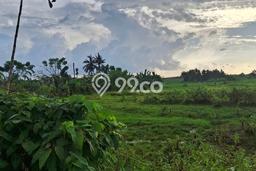 Kavling Tanah untuk Disewa di Munggu Lahan Luas 2000m2 Kavling Tanah untuk Disewa di Munggu Lahan Luas 2000m2
