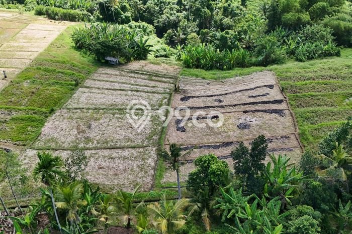 Kavling Tanah untuk Disewa di Kaba kaba Lahan Luas 3900m2 Kavling Tanah untuk Disewa di Kaba kaba Lahan Luas 3900m2