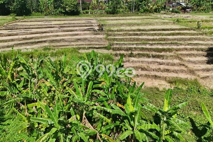 Kavling Tanah untuk Disewa di Kaba kaba Lahan Luas 3900m2 Kavling Tanah untuk Disewa di Kaba kaba Lahan Luas 3900m2