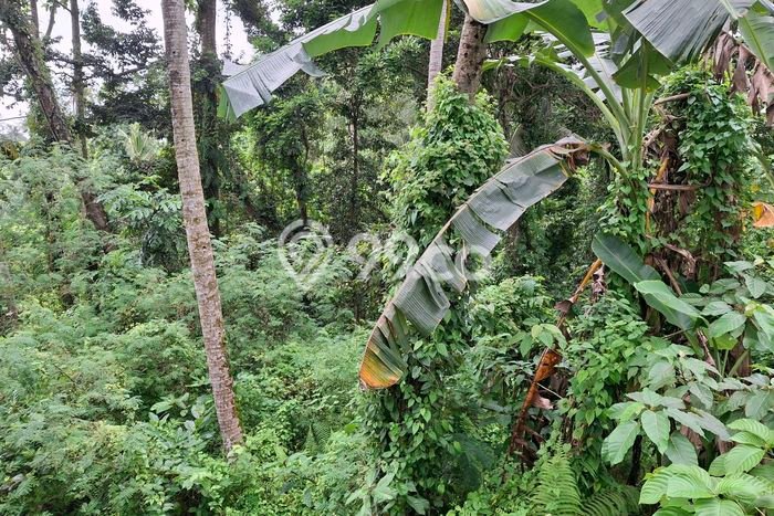 Tanah Disewa Strategis di Tabanan Luas 2000m2 Tanah Disewa Strategis di Tabanan Luas 2000m2