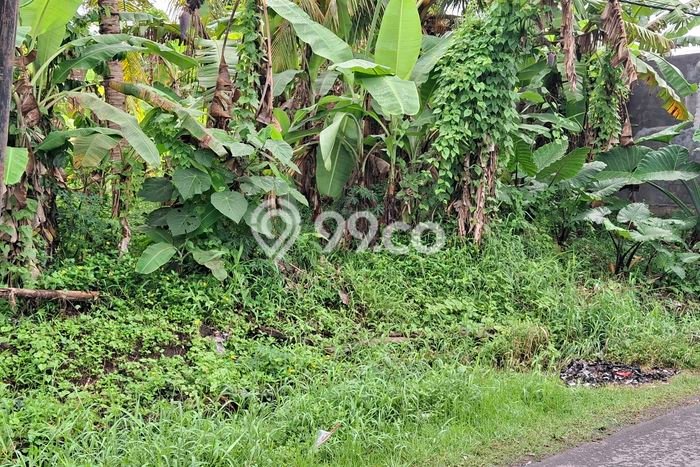 Disewakan Tanah di Kaba kaba Tabanan Seluas 500m2 Disewakan Tanah di Kaba kaba Tabanan Seluas 500m2