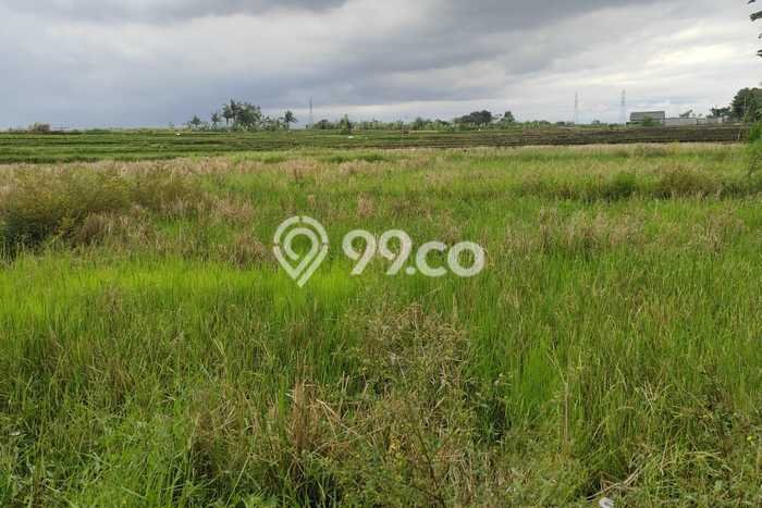 Tanah Disewa Strategis di Tabanan Luas 1500m2 Tanah Disewa Strategis di Tabanan Luas 1500m2
