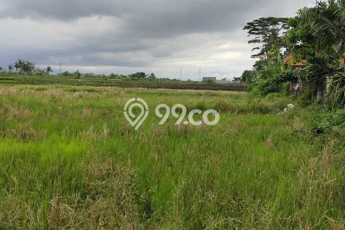 Tanah Disewa Strategis di Tabanan Luas 1500m2 Tanah Disewa Strategis di Tabanan Luas 1500m2