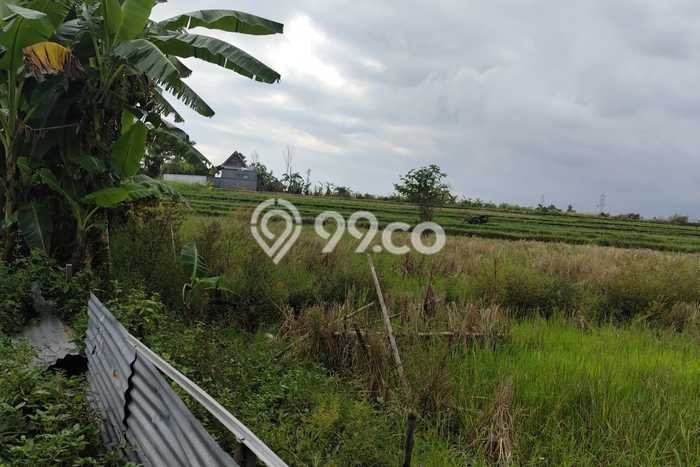 Tanah Disewa Strategis di Tabanan Luas 1500m2 Tanah Disewa Strategis di Tabanan Luas 1500m2