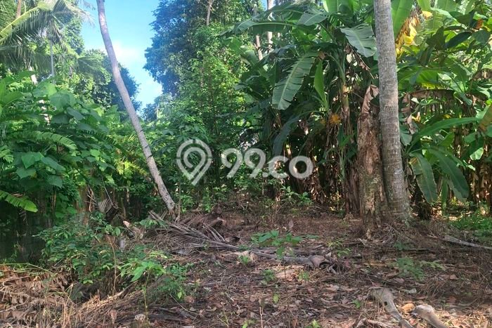 Tanah Disewakan Lokasi Tabanan Seluas 1000m2 Strategis dan Aman Tanah Disewakan Lokasi Tabanan Seluas 1000m2 Strategis dan Aman