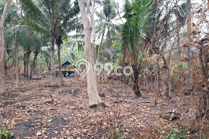 Jarang Ada! Tanah di Mauk Punya Luas 13000m2 SHM Jarang Ada! Tanah di Mauk Punya Luas 13000m2 SHM