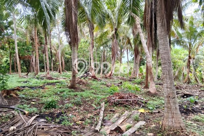 Tanah di Karimunjawa, Jepara Luas 16400m2 Dijual Segera Tanah di Karimunjawa, Jepara Luas 16400m2 Dijual Segera
