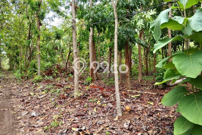 Tanah di Karimunjawa, Jepara Luas 16400m2 Dijual Segera Tanah di Karimunjawa, Jepara Luas 16400m2 Dijual Segera
