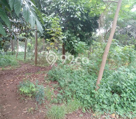 Untuk Dijual Tanah di Citeureup Bogor Luas 10000m2 SHM Untuk Dijual Tanah di Citeureup Bogor Luas 10000m2 SHM