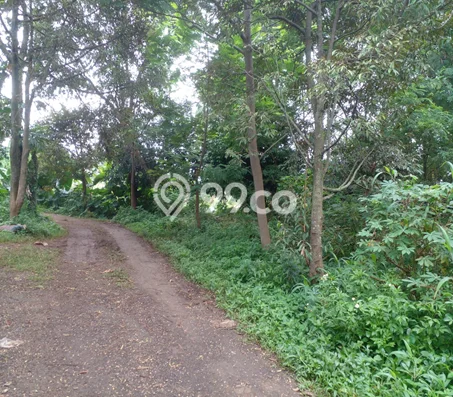 Untuk Dijual Tanah di Citeureup Bogor Luas 10000m2 SHM Untuk Dijual Tanah di Citeureup Bogor Luas 10000m2 SHM