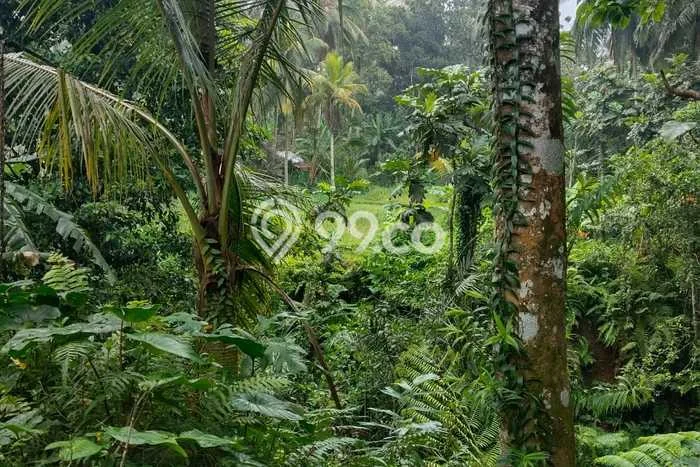 Tanah Dijual Area Strategis di Kenderan Gianyar 5400m2 Tanah Dijual Area Strategis di Kenderan Gianyar 5400m2