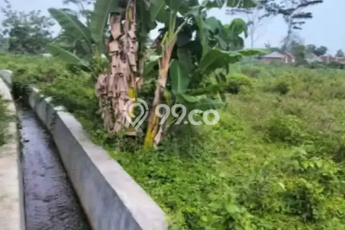 Lahan untuk Dijual di Kajen Pekalongan Luas 2000m2 Lahan untuk Dijual di Kajen Pekalongan Luas 2000m2