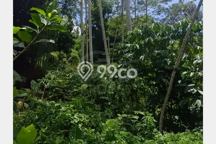 Tanah Kavling untuk Dijual di Ngantang Malang 1900m2 Tanah Kavling untuk Dijual di Ngantang Malang 1900m2