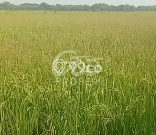 Tanah Dijual Lokasi Padangan Bojonegoro SHM Tanah Dijual Lokasi Padangan Bojonegoro SHM