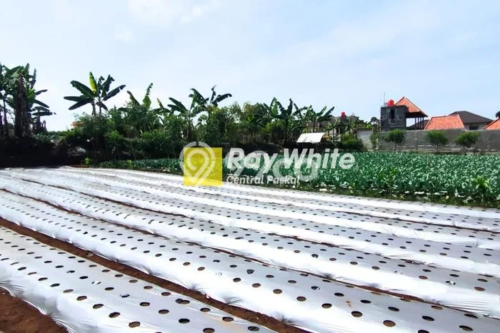 Kavling Tanah Dijual di Ciwidey Bandung Spesifikasi 663m2 Kavling Tanah Dijual di Ciwidey Bandung Spesifikasi 663m2