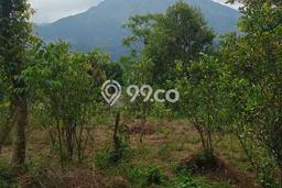 Tanah di Kintamani, Bangli Luas 15000m2 Dijual Segera Tanah di Kintamani, Bangli Luas 15000m2 Dijual Segera