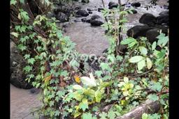 Tanah Dijual Lokasi Tabanan Tabanan SHM Tanah Dijual Lokasi Tabanan Tabanan SHM
