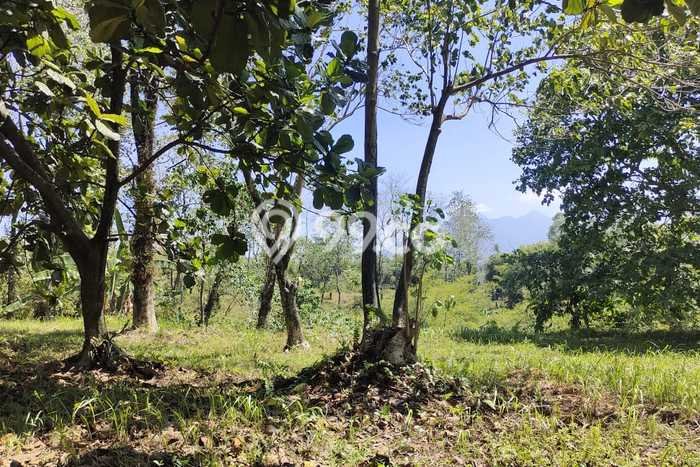 Tanah Kavling Dijual di Bogor dengan Spesifikasi 1530m2 Tanah Kavling Dijual di Bogor dengan Spesifikasi 1530m2