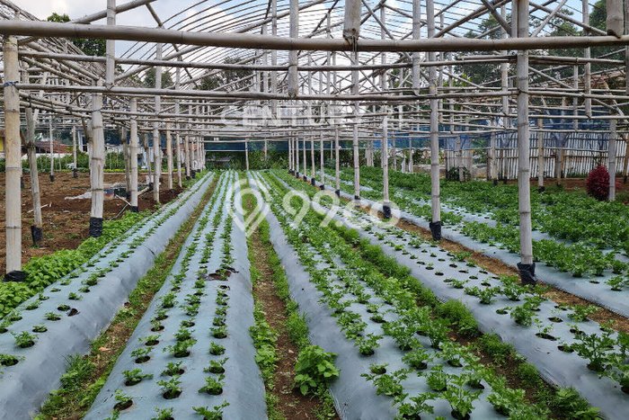Tanah di Lembang, Bandung Barat Luas 3000m2 Dijual Segera Tanah di Lembang, Bandung Barat Luas 3000m2 Dijual Segera