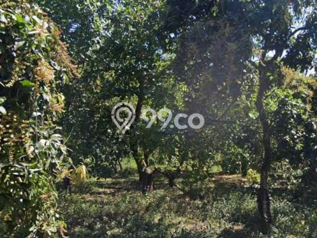 Tanah Dijual Lokasi Buleleng, Buleleng Luas 8000m2 Legalitas Aman Tanah Dijual Lokasi Buleleng, Buleleng Luas 8000m2 Legalitas Aman