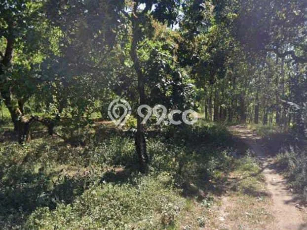 Tanah Dijual Lokasi Buleleng, Buleleng Luas 8000m2 Legalitas Aman Tanah Dijual Lokasi Buleleng, Buleleng Luas 8000m2 Legalitas Aman