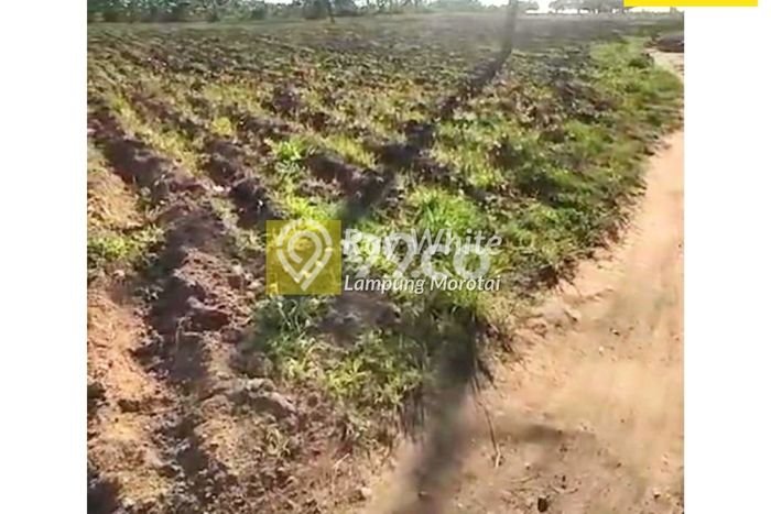 Lahan Investasi Lokasi Kalianda Lampung Selatan SHM Lahan Investasi Lokasi Kalianda Lampung Selatan SHM