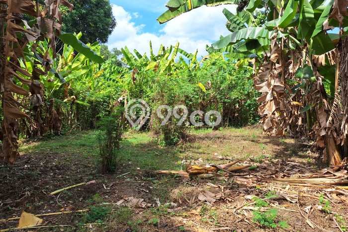 Tanah Kavling Dijual di Singaraja, Buleleng dengan Luas Tanah 600m2 Tanah Kavling Dijual di Singaraja, Buleleng dengan Luas Tanah 600m2