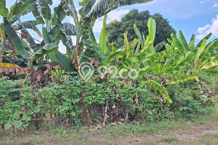Tanah Kavling Dijual di Singaraja, Buleleng dengan Luas Tanah 600m2 Tanah Kavling Dijual di Singaraja, Buleleng dengan Luas Tanah 600m2