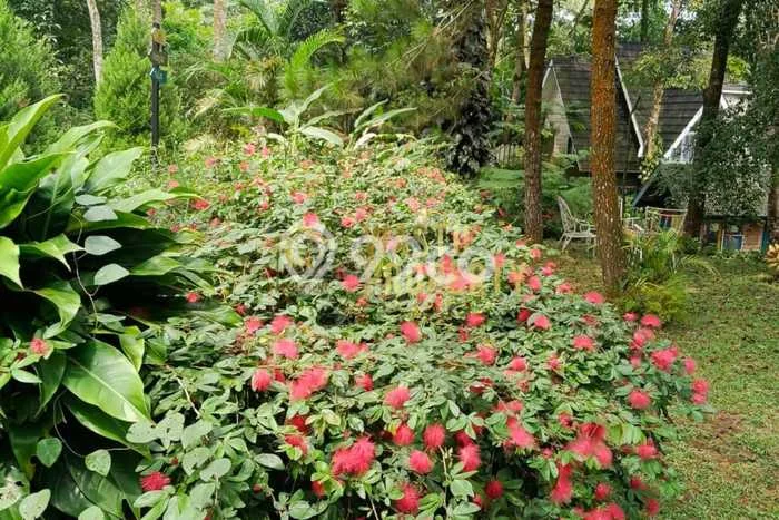 Dijual Rumah Premium dengan Fasilitas Sekitar Komplit di Turi, Sleman Dijual Rumah Premium dengan Fasilitas Sekitar Komplit di Turi, Sleman