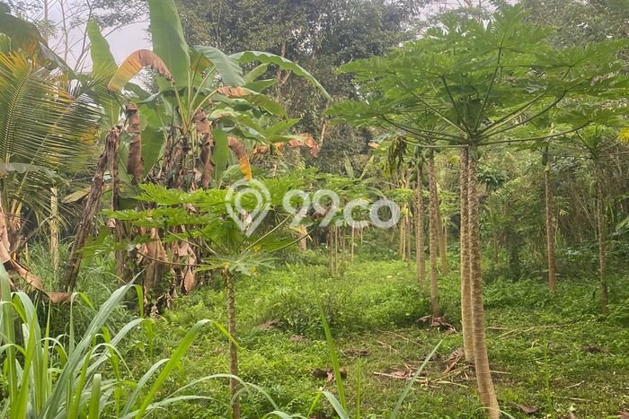 Tanah Kavling Dijual di Gianyar dengan Spesifikasi 2000m2 Tanah Kavling Dijual di Gianyar dengan Spesifikasi 2000m2