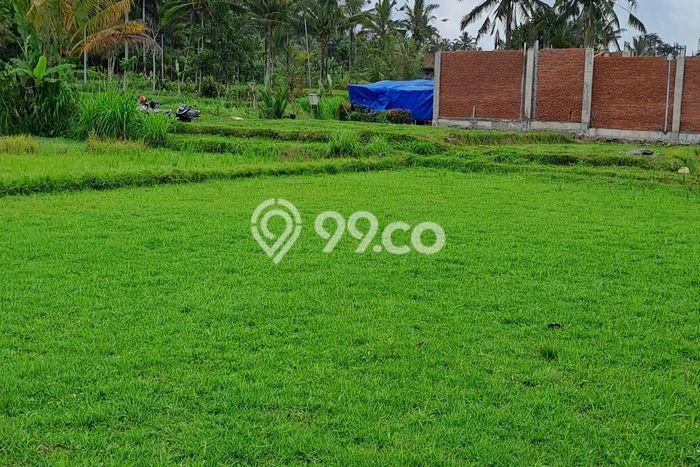 Jarang Ada! Tanah di Payangan Punya Luas 2600m2 SHM Jarang Ada! Tanah di Payangan Punya Luas 2600m2 SHM