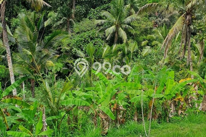 Jarang Ada! Tanah di Payangan Punya Luas 2600m2 SHM Jarang Ada! Tanah di Payangan Punya Luas 2600m2 SHM