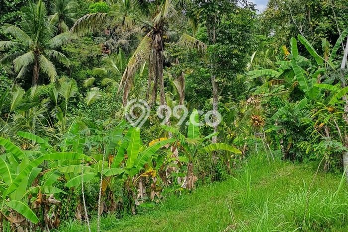 Jarang Ada! Tanah di Payangan Punya Luas 2600m2 SHM Jarang Ada! Tanah di Payangan Punya Luas 2600m2 SHM