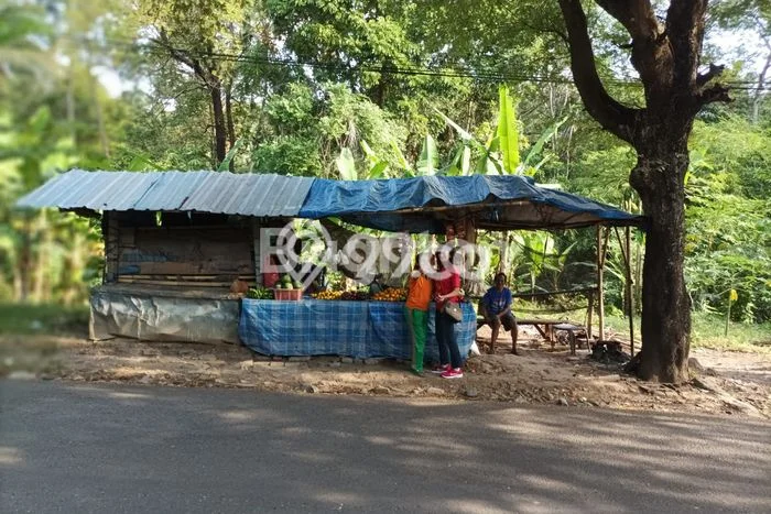 Tanah Lokasi Potensial Kawasan Busungbiu, Luas 200m2m², Dekat ke Fasilitas Tanah Lokasi Potensial Kawasan Busungbiu, Luas 200m2m², Dekat ke Fasilitas