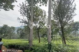 Dijual Tanah di Bogor, Luas 12000m2 SHM Dijual Tanah di Bogor, Luas 12000m2 SHM