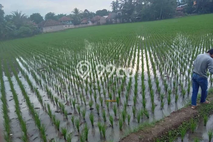 Kavling Tanah Dijual di Cibeber Cianjur Spesifikasi 10300m2 Kavling Tanah Dijual di Cibeber Cianjur Spesifikasi 10300m2