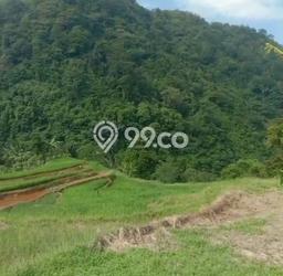 Tanah Kavling untuk Dijual di Sukamakmur Bogor 12000m2 Tanah Kavling untuk Dijual di Sukamakmur Bogor 12000m2