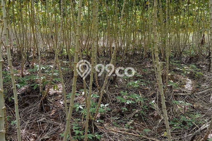 Untuk Dijual Tanah 1150m2 di Cijayanti, Bogor Untuk Dijual Tanah 1150m2 di Cijayanti, Bogor
