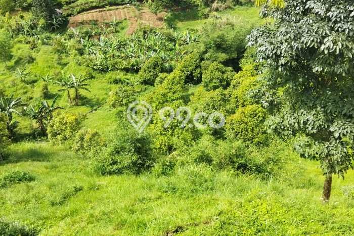 Lahan untuk Dijual Lokasi Cijeruk, Bogor Luas 20000m2 SHM Lahan untuk Dijual Lokasi Cijeruk, Bogor Luas 20000m2 SHM