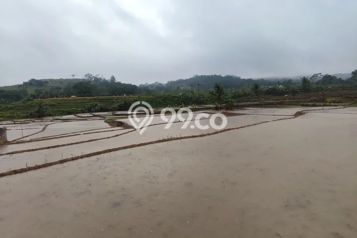 Tanah Dijual Lokasi Sukamakmur, Bogor Luas 2644m2 Legalitas Aman Tanah Dijual Lokasi Sukamakmur, Bogor Luas 2644m2 Legalitas Aman