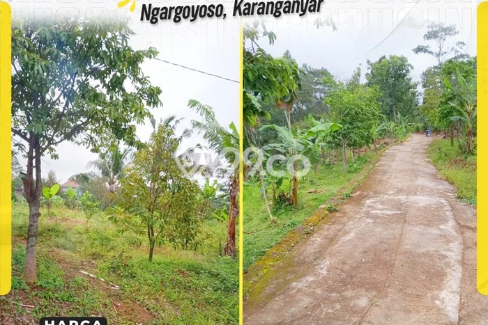 Untuk Dijual Tanah di Ngargoyoso Karanganyar Luas 4131m2 SHM Untuk Dijual Tanah di Ngargoyoso Karanganyar Luas 4131m2 SHM