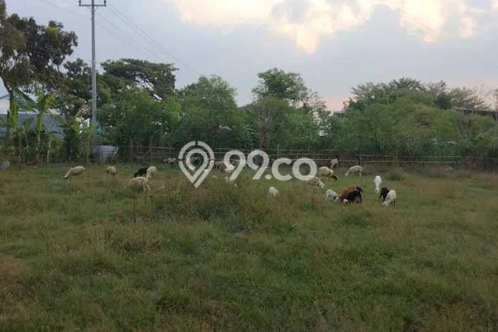 Tanah Kosong Disewakan di Tasikmadu, Karanganyar, Luas 3500m2 Tanah Kosong Disewakan di Tasikmadu, Karanganyar, Luas 3500m2