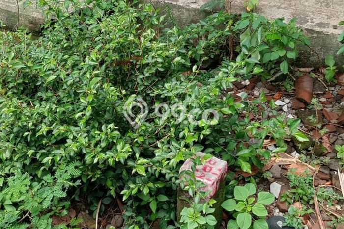 Tanah di Colomadu, Karanganyar Luas 225m2 Dijual Segera Tanah di Colomadu, Karanganyar Luas 225m2 Dijual Segera