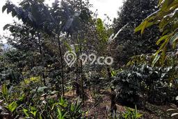 Tanah Dijual Lokasi Pupuan Tabanan SHM Tanah Dijual Lokasi Pupuan Tabanan SHM