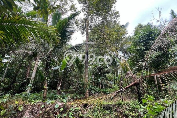 Lahan untuk Dijual Lokasi Penebel, Tabanan Luas 4500m2 SHM Lahan untuk Dijual Lokasi Penebel, Tabanan Luas 4500m2 SHM