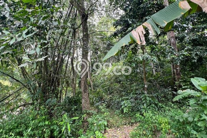 Kavling Tanah Dijual di Kerambitan Tabanan Spesifikasi 1200m2 Kavling Tanah Dijual di Kerambitan Tabanan Spesifikasi 1200m2