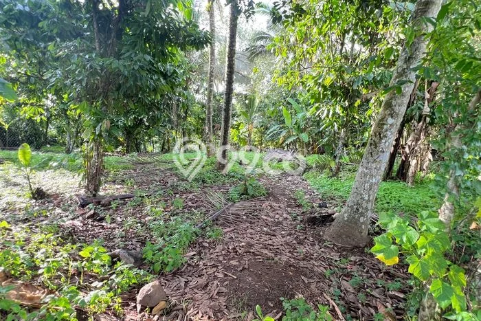 Kavling Tanah untuk Dijual di Bantas, Tabanan, Luas 5000m2 Kavling Tanah untuk Dijual di Bantas, Tabanan, Luas 5000m2