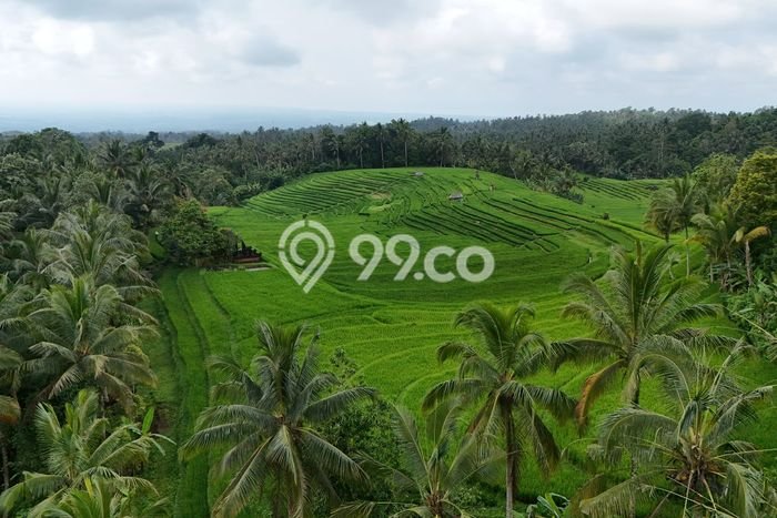 Untuk Dijual Tanah 10600m2 di Dalang, Tabanan Untuk Dijual Tanah 10600m2 di Dalang, Tabanan